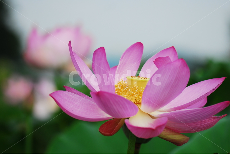 꽃,연꽃,관곡지,불교,여름,식물,자연,plants,nature,꽃,flower