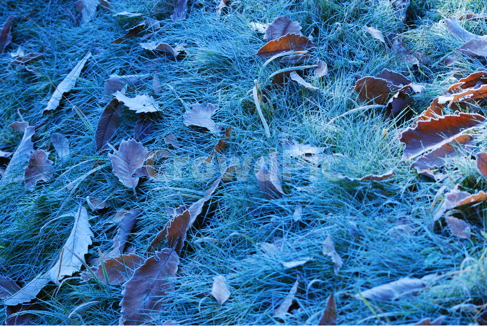 가을,늦가을,서리,이슬,낙엽,차가운,fall,leaves,autumn,feeling,sensible,emotion,감성,서정,느낌,필링,시즌,계절,배경,바탕,백그라운드,background,11월,12월,풀잎,가을,계절,fall,autumn,season,nature,자연,outdoors,옥외,ice,빙,frost,snow,눈