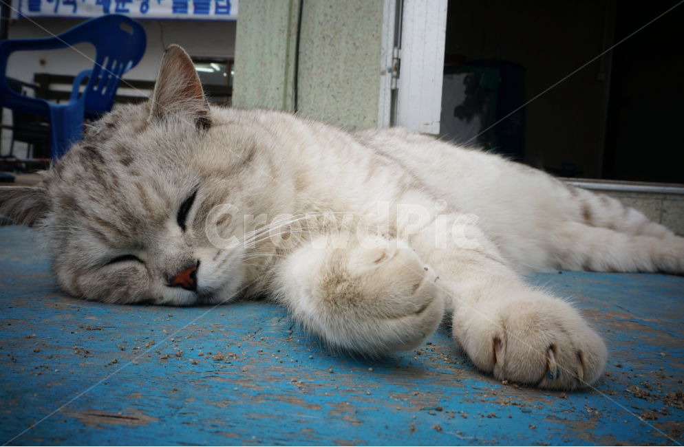 고양이,동물,냥이,눕기,편안한,응시,동물,animal,포유류,mammal,고양이,cat,kitten,kitty
