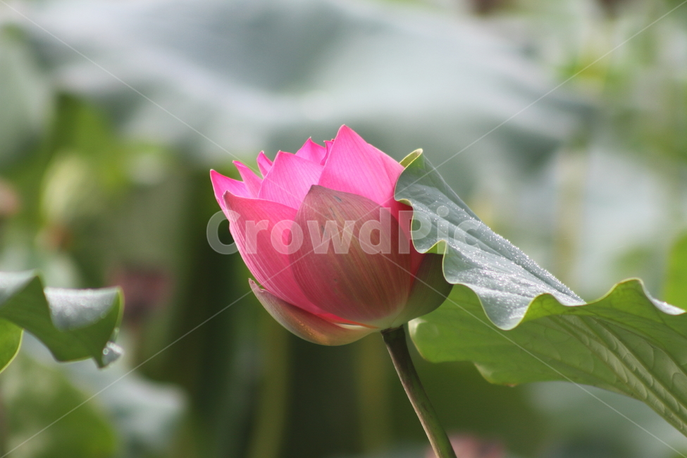 연,연꽃,식물,약용식물,lotus,식물,자연,plants,nature,꽃,flower