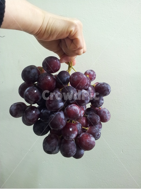 포도,적포도,한송이,과일,손,수확,음식,식재료,요리,food,cook,meal,dishes,food reserves,과일,열매,fruit