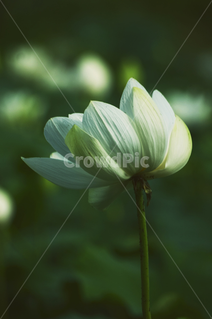 연꽃,녹색,흰연꽃,lotus,자연,식물,배경,예쁜,가든,연못,여름,수초,화단,수련과,flower,garden,summer,beautiful,flowers,plants,nature,season,whitelotus