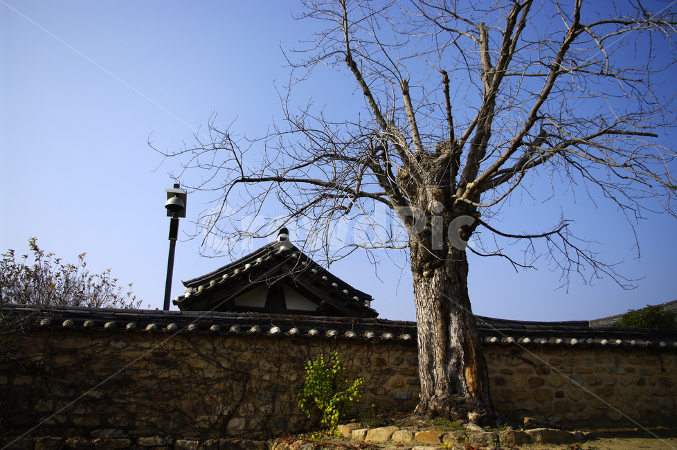 나무,담장,전통가옥,한옥,하늘,기와,한국전통,한국문화,korean traditional,korean culture,건축물,건물외관,exterior,building,structure,architecture,construction