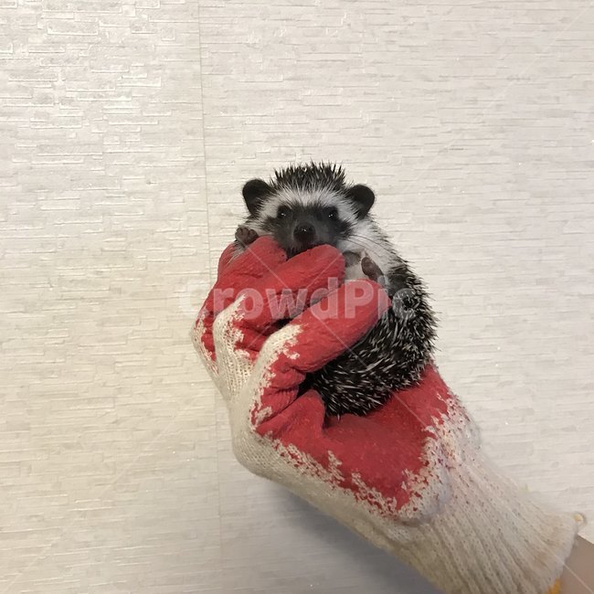 고슴도치,귀여운,새끼,동물,집,장갑,동물,animal