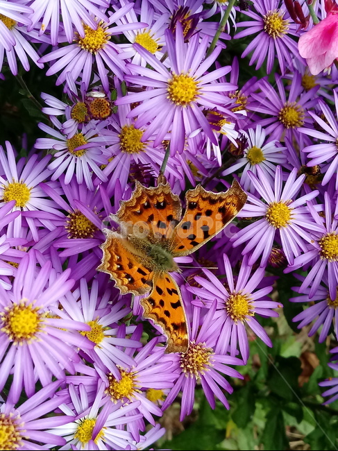 꽃,식물,꽃잎,plant,flower,blossom,aster,아스타,나비,보라색꽃,가을꽃,표범나비,식물,자연,plants,nature,꽃,flower