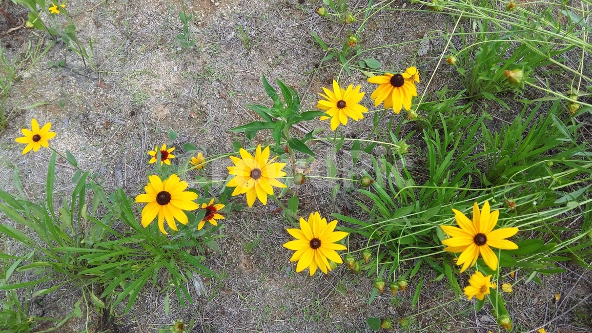 꽃,해바라기,노란꽃,야생화,도림천
