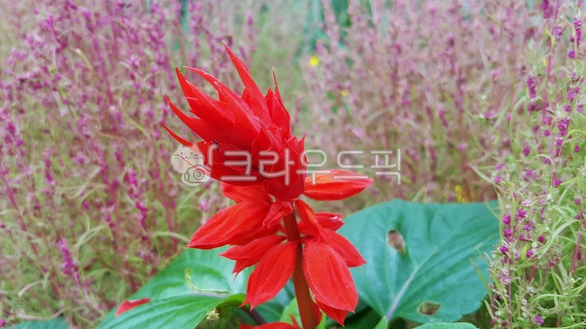 셀비어,사루비아,빨간꽃,식물,plant