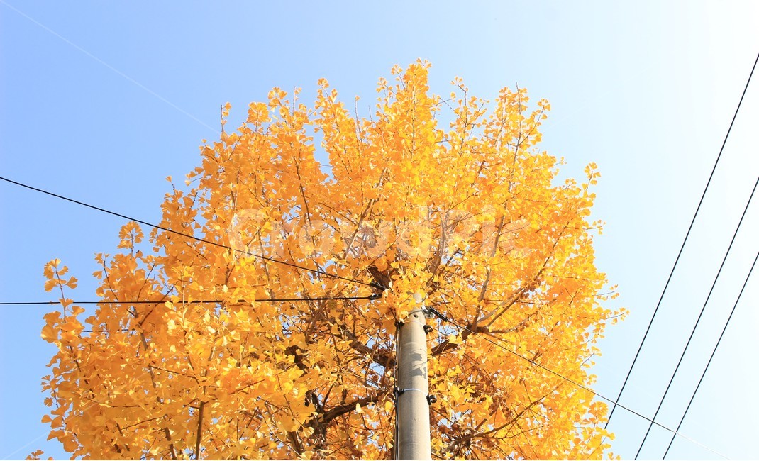 은행나무,은행잎,노란색,노랑,가을,단풍,자연,나무,yello,가을,계절,fall,autumn,season,식물,자연,plants,nature,나무,trees,wood,tree,plant,maple,leaf,잎