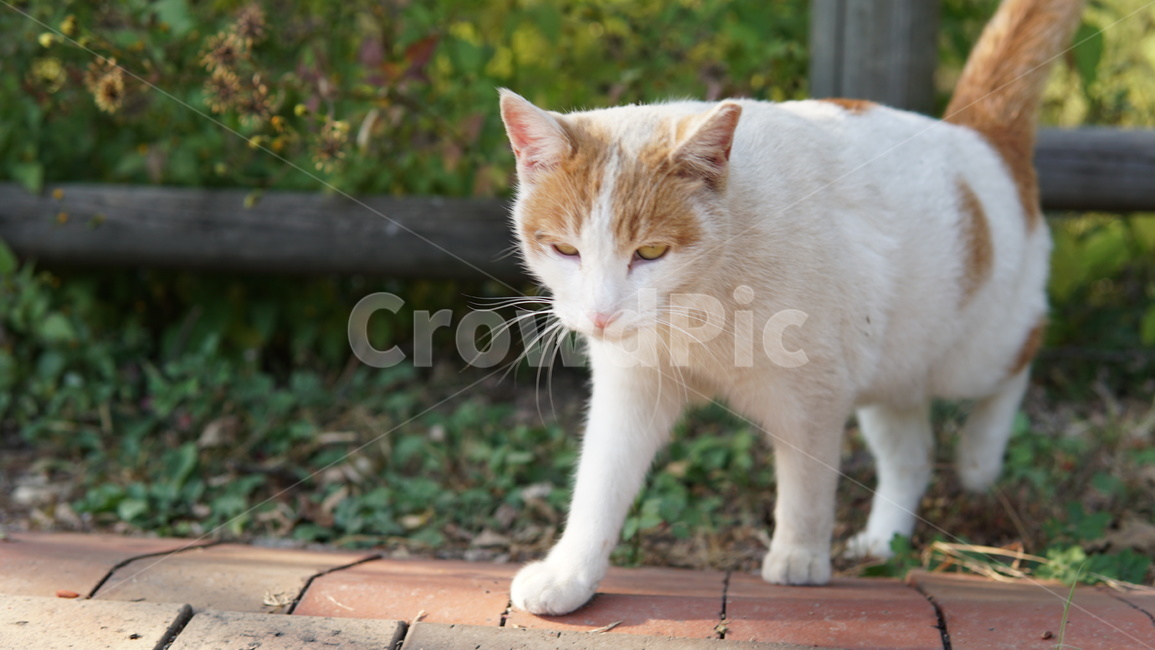 고양이,동물,cat,animal,pet,길고양이,동물,animal,포유류,mammal,고양이,cat,kitten,kitty