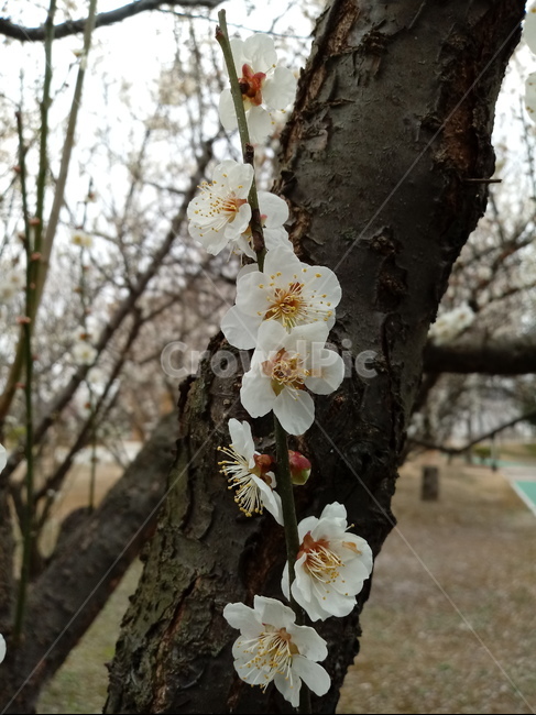매화,매화나무,일지춘,군자향,매실나무,과일,열매,흰꽃,봄,계절,spring,season,식물,자연,plants,nature,꽃,flower,plant