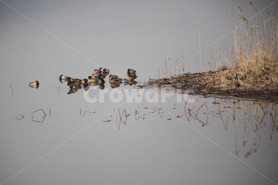 bird,새,animal,동물,청둥오리,오리