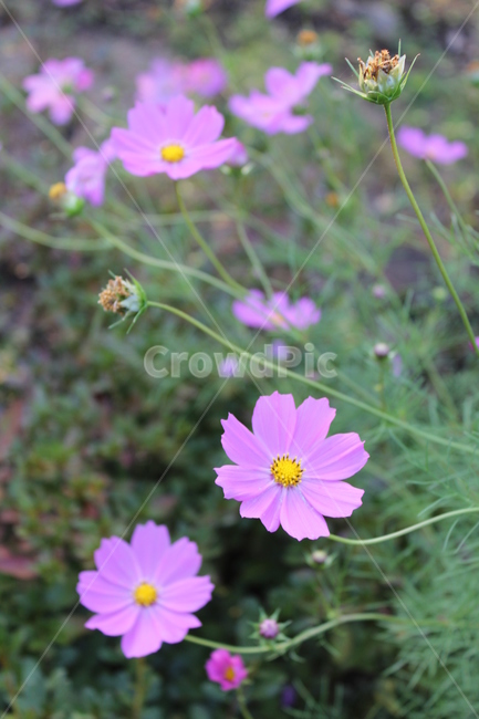 꽃,봄,화단,자연,공원,자연물,flower,spring,감성,식물,자연,plants,nature,꽃,flower