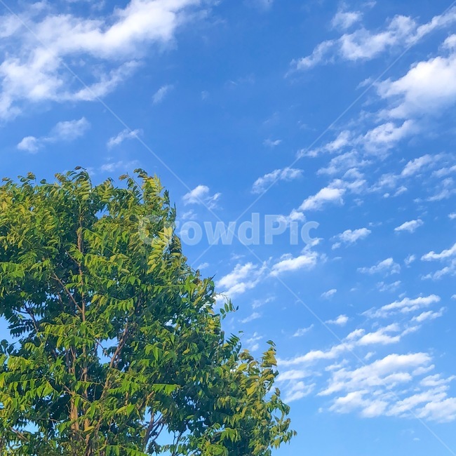 하늘,나무,자연,여름,구름,자연,풍경,nature,landscape,식물,plants,나무,trees,wood,색깔,색상,색채,색감,color sense,color sensitivity,feeling of color,outdoors,옥외,azure sky,푸른 하늘,sky