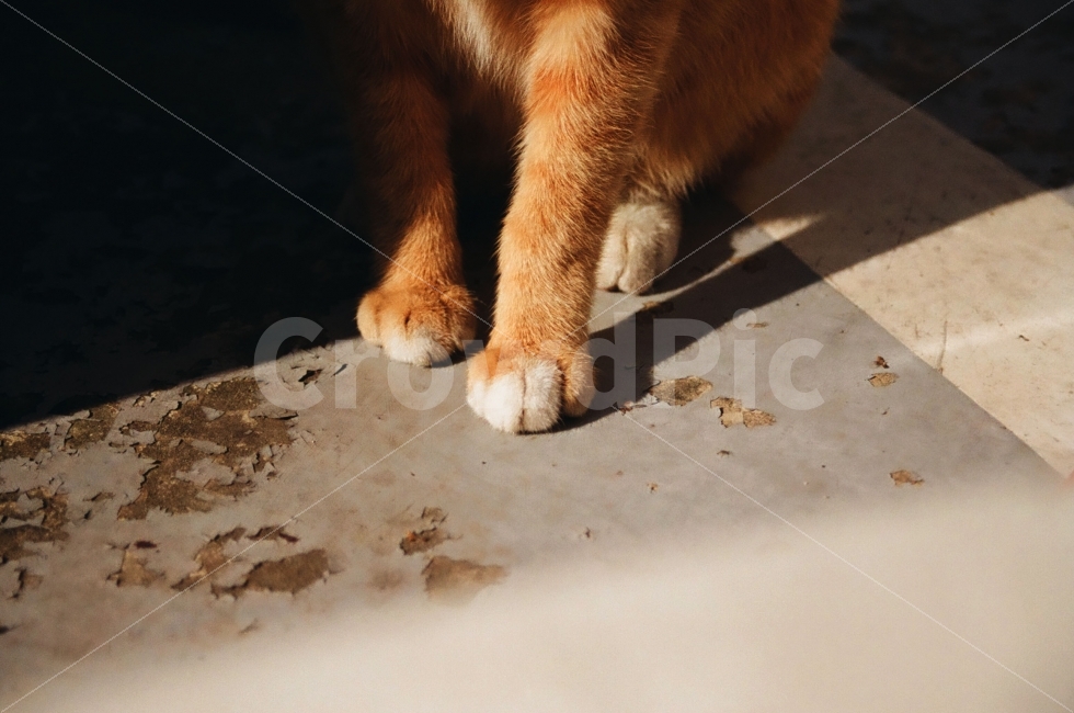 동물,고양이,포유류,cat,animal,새끼,표정,감정,emotion,감성,감성사진,빛,그림자,햇빛,light,sunshine,동물,animal,포유류,mammal,고양이,cat,kitten,kitty,감성,sensible,feeling