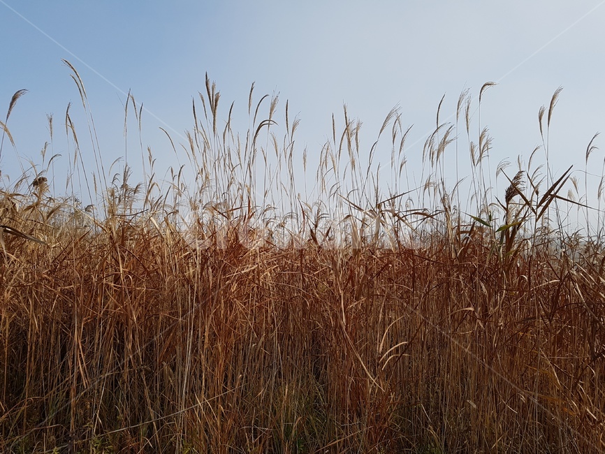 갈대,plant,식물,하늘,sky,풍경,outdoors,nature,natural,옥외,자연,가을,계절,fall,autumn,season,grass,잔디,lawn,reed