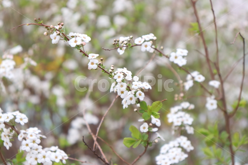 꽃,자연,배경,봄,봄꽃,사월,잡초,식물,자연,plants,nature,꽃,flower
