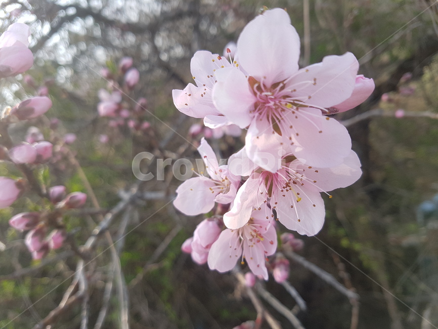 봄,꽃,분홍,꽃나무,꽃잎,봄,계절,spring,season,식물,자연,plants,nature,꽃,flower,plant,blossom