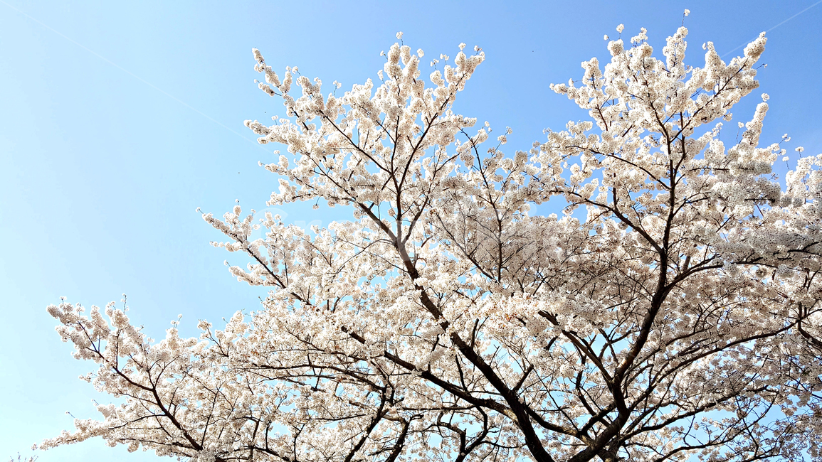 꽃,blossom,cherryblossom,식물,plant,벚꽃,벚나무,식물,자연,plants,nature,꽃,flower