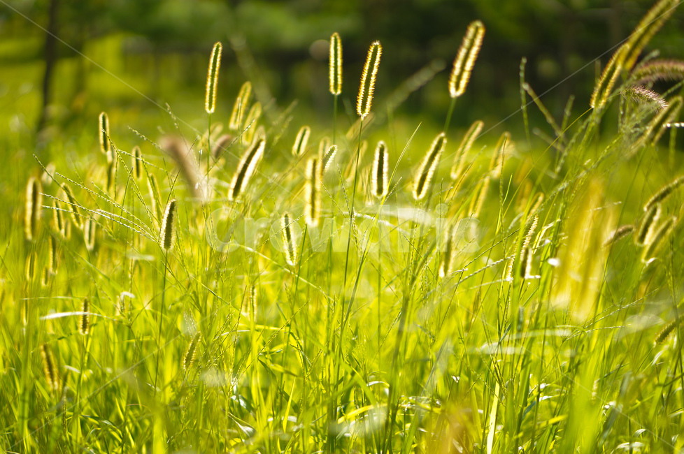 강아지풀,풀,풍경,빛,여름,식물,자연,plants,nature