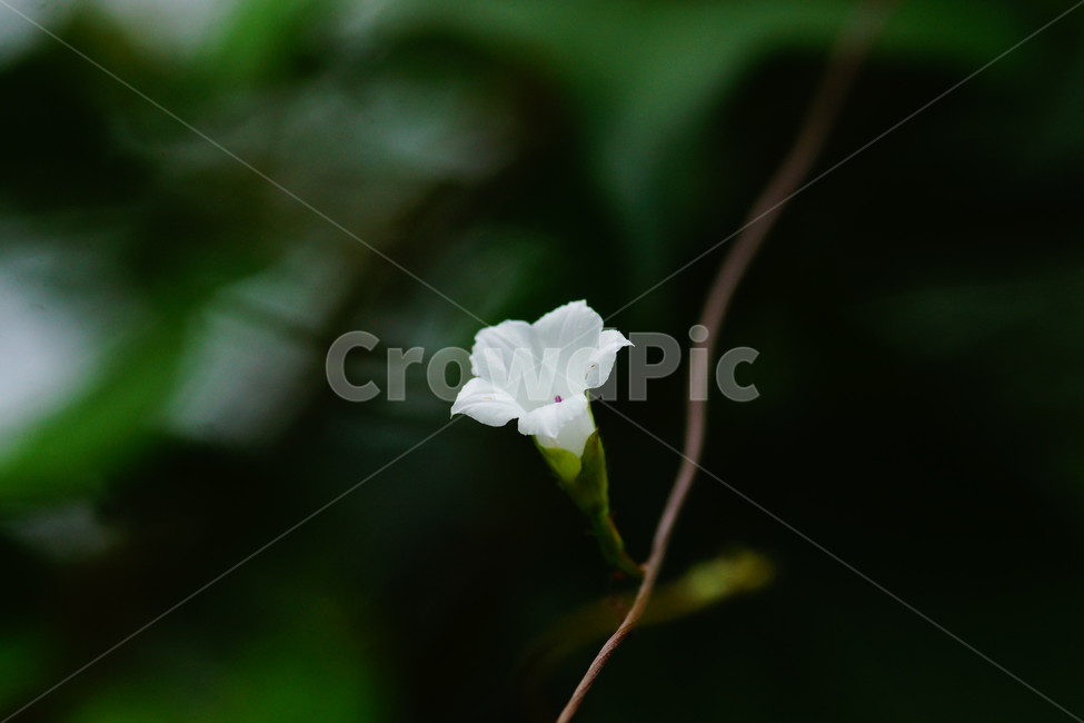 plant,식물,blossom,꽃,petal,꽃잎,flower,식물,자연,plants,nature