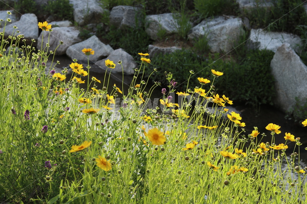 금계국,노랑,봄,풍경,아침,빛,식물,자연,plants,nature,꽃,flower