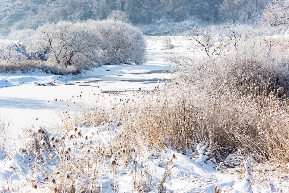 상고대,아침,겨울,폭설,눈,자연,풍경,시냇가,눈꽃,겨울,계절,winter,season,자연,풍경,nature,landscape,outdoors,옥외,frost,서리,snow