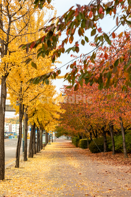 가을,autumn,fall,야외,outdoor,공원,park,자연,nature,맑은날,clear,나무,tree,plant,식물,maple,단풍,road,길,가로수,red,빨강,붉은,붉은색,빨간색,노랑,yellow,노란색,가을,계절,fall,autumn,season,자연,풍경,nature,landscape