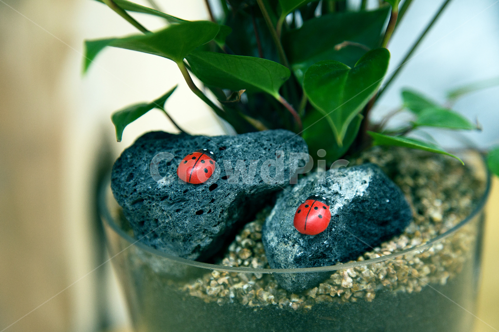무당벌레,식물,자갈,돌,유리화기,식물,자연,plants,nature,실내용화초,화분,화초,house plant