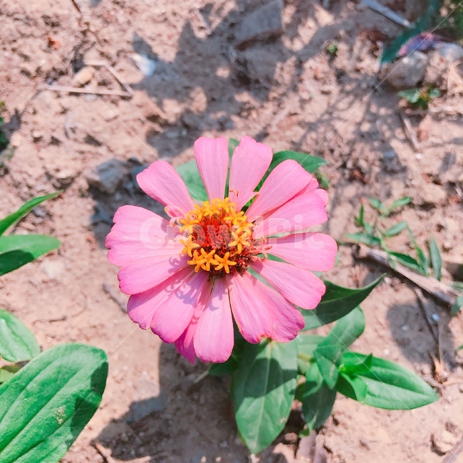 plant,식물,pollen,화분,꽃,자연,핑크,식물,자연,plants,nature,꽃,flower