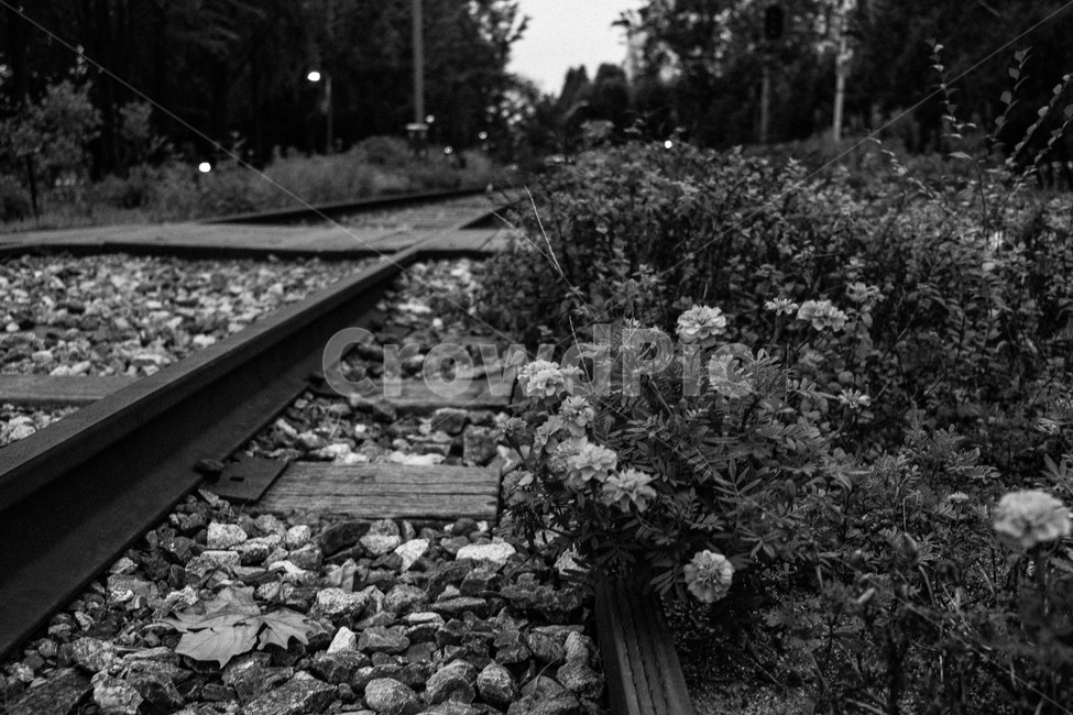 rail,레일,기찻길,railway,traintrack,철도,꽃,flower,흑백,모노톤,monochrome,black and white