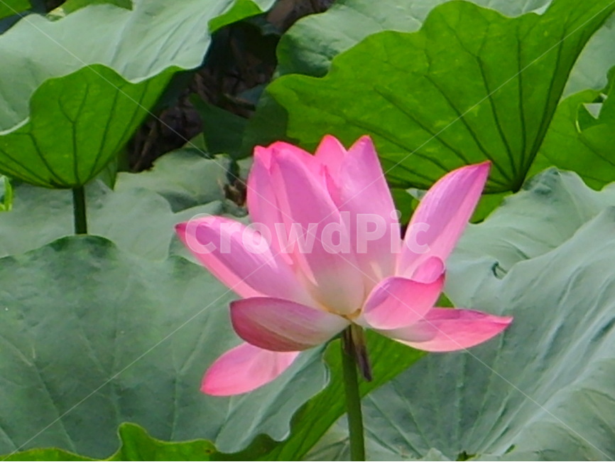 중국,제남,대명호,연꽃,분홍,식물,자연,plants,nature,꽃,flower