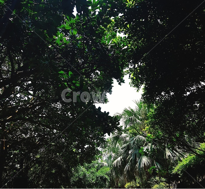 나무,숲,울창한나무숲,나뭇잎,초록,자연,풍경,nature,landscape