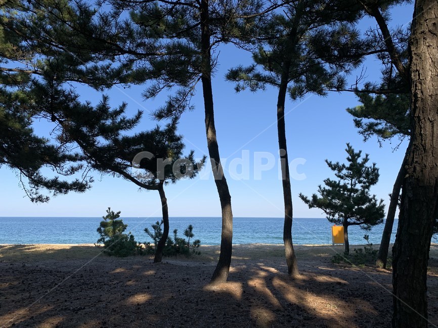 바다,자연,풍경,소나무,sea,natural,하늘,강릉,자연,풍경,nature,landscape,식물,plants,나무,trees,wood