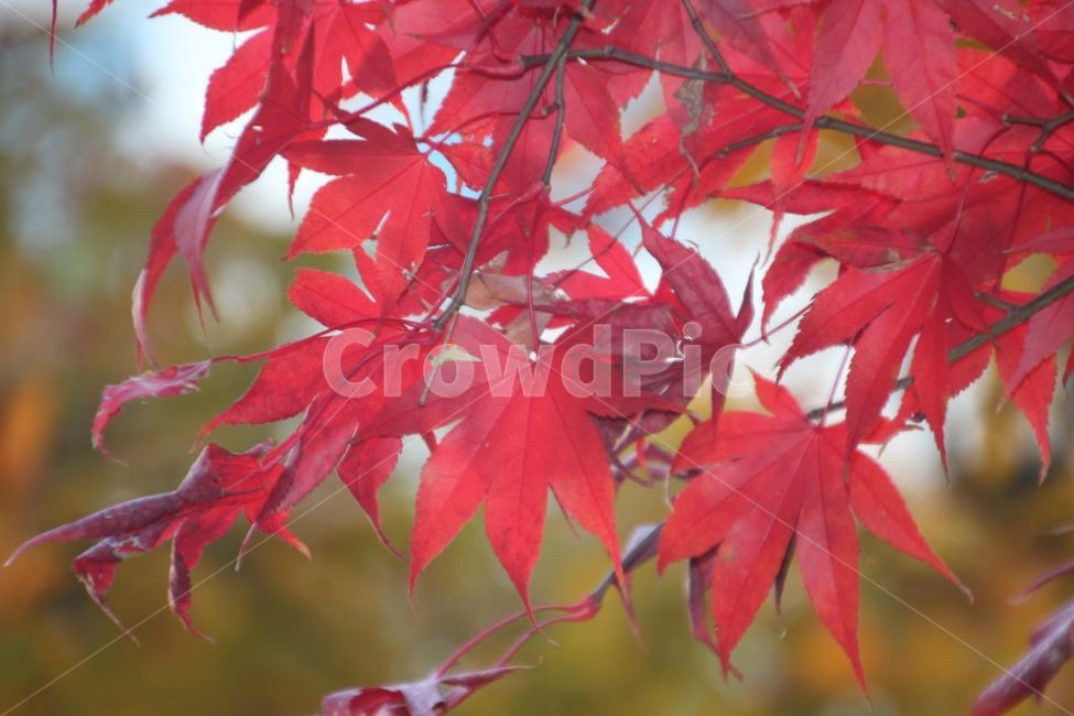 가을,단풍잎,단풍,단풍나무,fall,가을,계절,fall,autumn,season,plant,식물,leaf,잎,tree,나무,maple