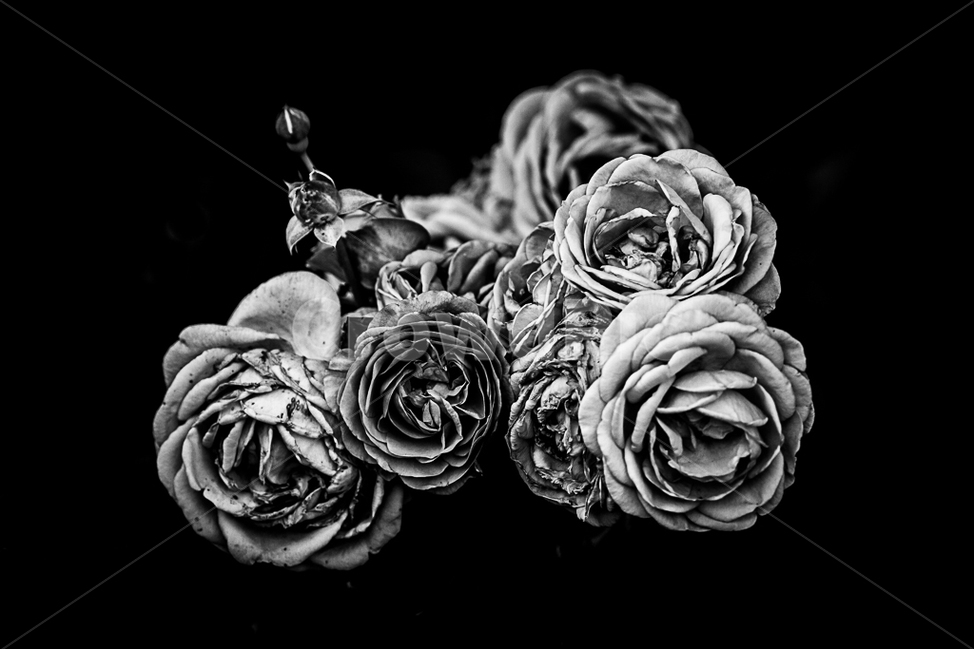 장미,자연,꽃,장미공원,장미축제,식물,자연,plants,nature,꽃,flower,흑백,모노톤,monochrome,black and white,누끼,remove background