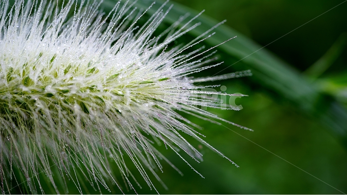 스크렁,들풀,새벽이슬,이슬,아침이슬,식물,자연,plants,nature