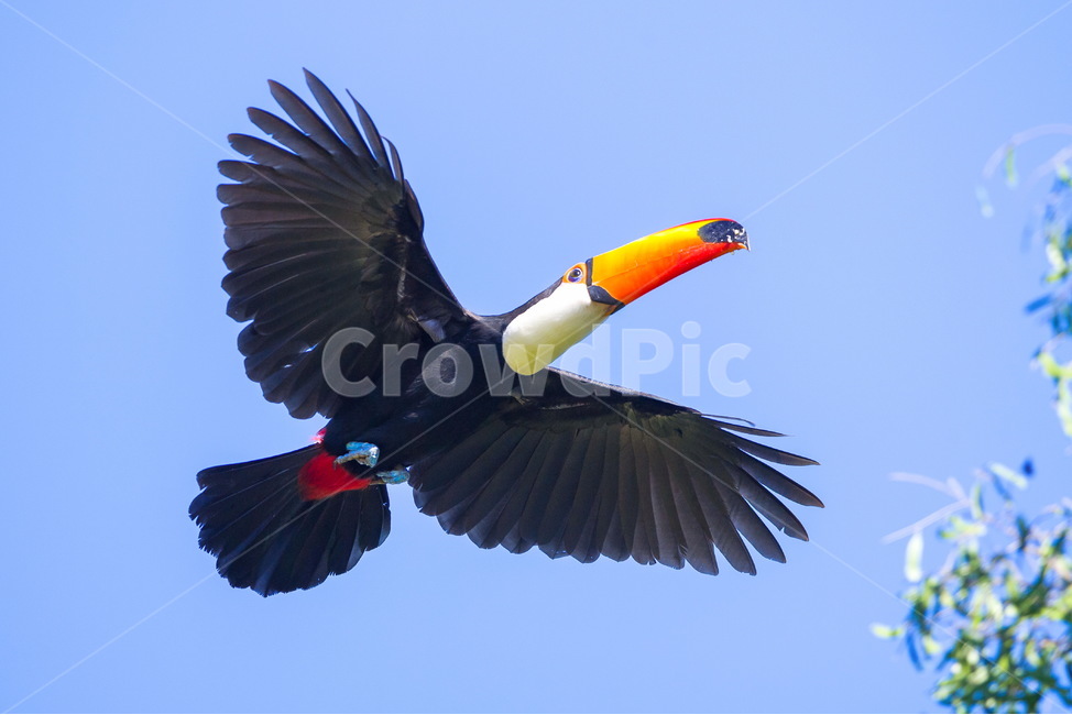 bird,새,animal,동물,날개,큰부리새,투칸,toucan,동물,animal,조류,새,birds