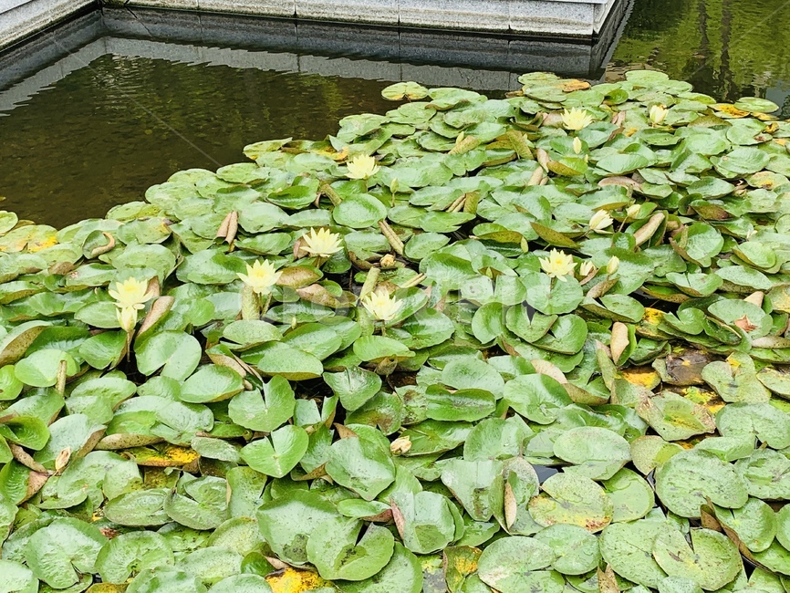 수련,연꽃,연못,꽃,물가,여름,식물,풀,물,한낮,waterlily,lotus,flower,waterside,summer,grass,plants,water,noon
