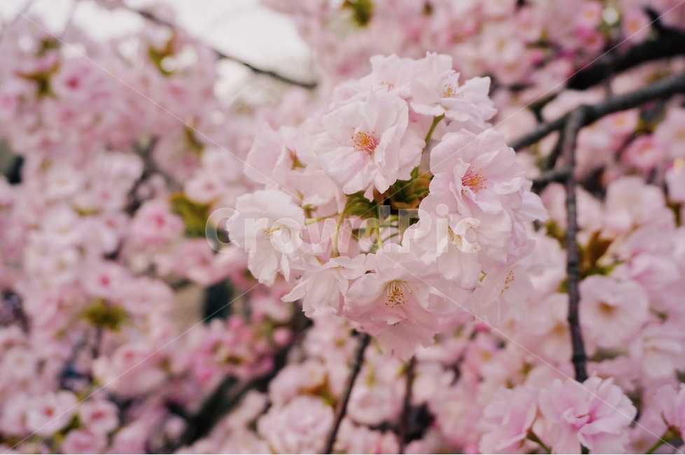 봄,벚꽃,체리블라썸,사쿠라,감성사진,spring,flower,nature,season,꽃핑크,봄꽃,cherryblossomes,자연,벚꽃나무,식물,계절,핑크,벚나무,개화,봄,계절,spring,season,식물,자연,plants,nature,꽃,flower,감성,sensible,feeling,plant,blossom,cherry blossom