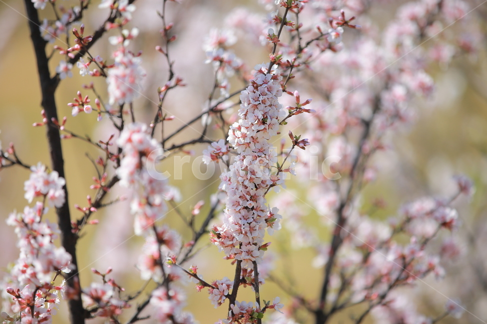 벚꽃,봄,새싹,하늘,벚꽃놀이,꽃,맑음,오막삼,캐논,5dmark3,봄,계절,spring,season,식물,자연,plants,nature,꽃,flower,plant,blossom