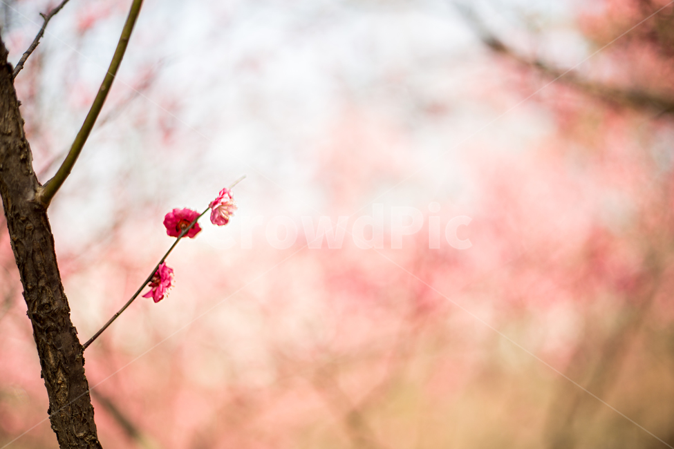 홍매화,중외공원,매화,매화꽃,봄꽃,분홍꽃,봄,계절,spring,season,식물,자연,plants,nature,꽃,flower,plant,blossom
