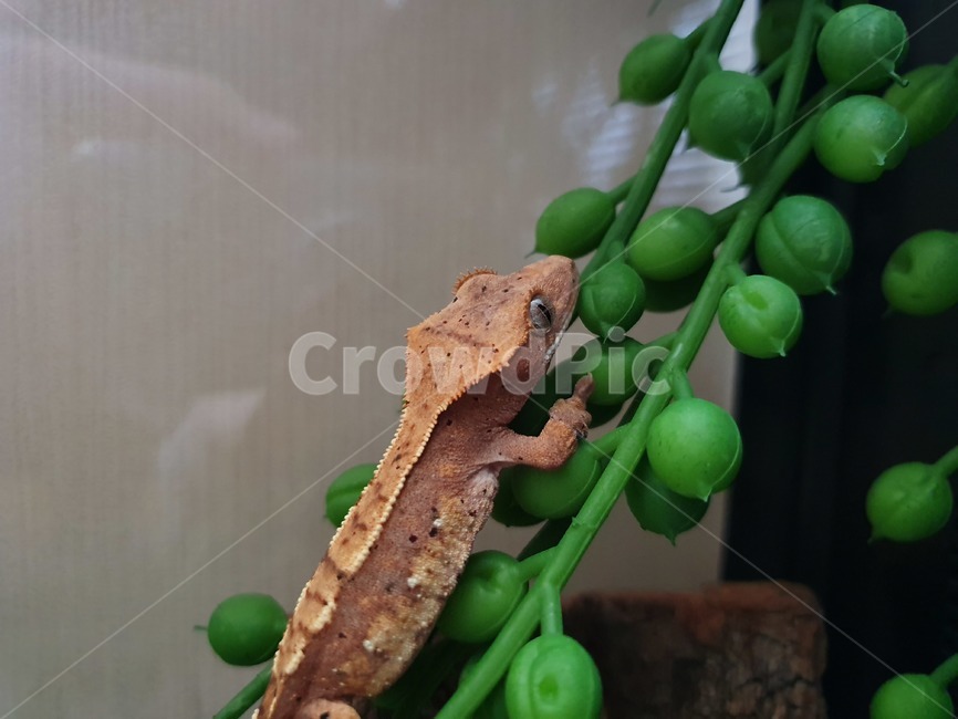 reptile,게코,도마뱀,gecko,크레스티드게코,파충류