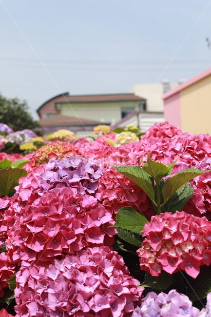 수국,제주도,여름,핑크,꽃,식물,flower,식물,자연,plants,nature,꽃,flower