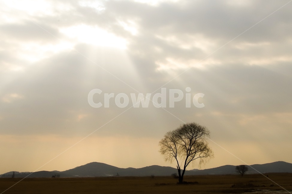 빛,나무,구름,흐림,들판,자연,풍경,nature,landscape,식물,plants,나무,trees,wood,tree,plant,sunlight,햇빛