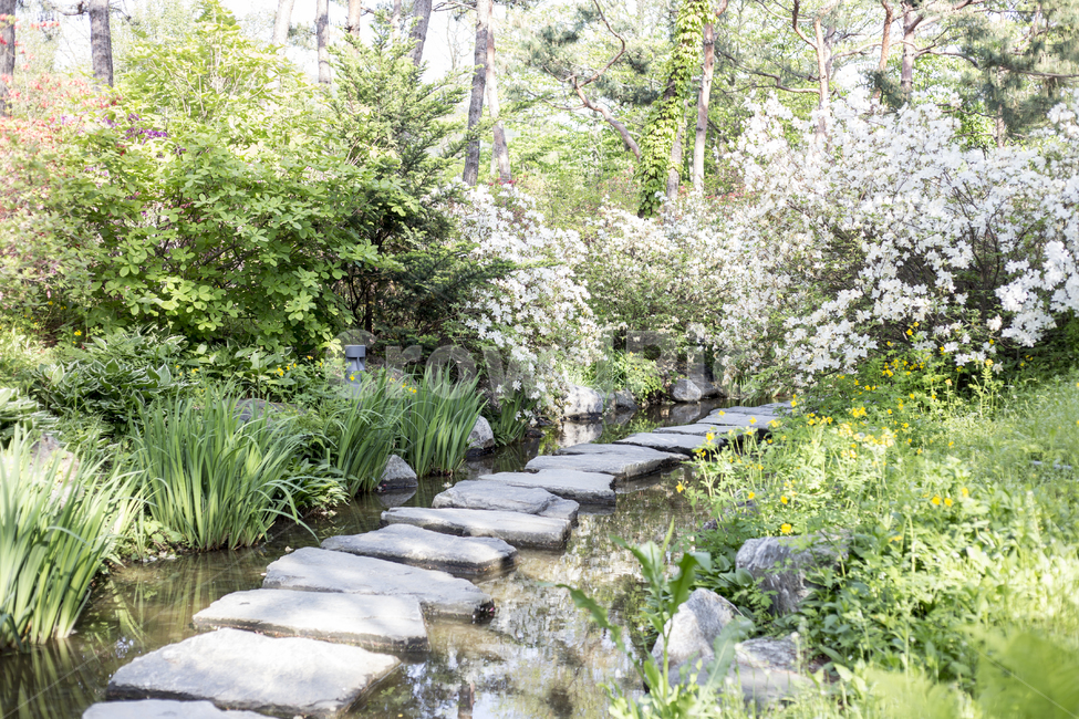 징검다리,돌다리,산책로,산책,나무,꽃,봄,spring,tree,promenade,walkway,esplanade,pleasance,path,flower,steppingstones,crossastream,자연,풍경,nature,landscape,휴식,힐링,rest,relaxation,healing,flagstone,판석