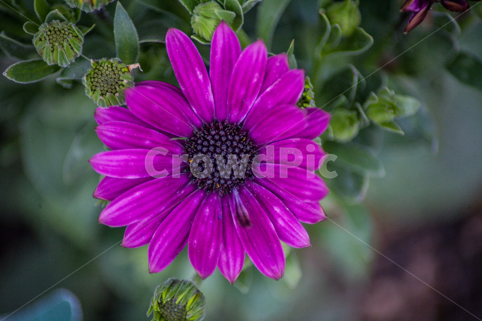 꽃,식물,보라색,flower,flowers,자연,접사,plants,nature,식물,자연,plants,nature,꽃,flower