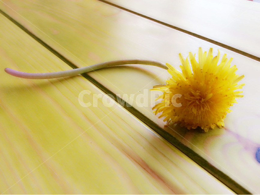 민들레,봄,꽃,flower,spring,yellow,background,따뜻함,배경,감성,꽃한송이,봄,계절,spring,season,식물,자연,plants,nature,꽃,flower,plant,blossom