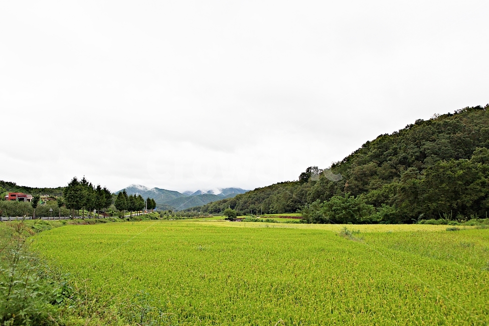 벼,논,농작물,쌀,곡식,자연,옥외,들,농촌,시골,시골,마을,풍경,landscape,country,rural,town