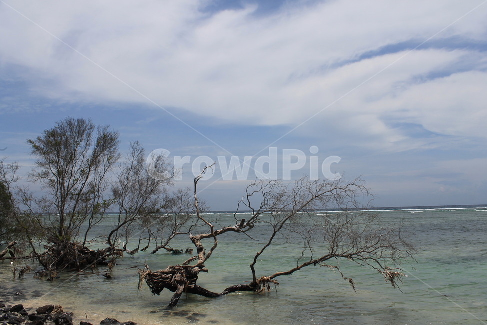 인도네시아,길리,해변,나무해변,나무,indonesia,gili,beach,treeandbeach,treeonthebeach,vacation,고즈넉