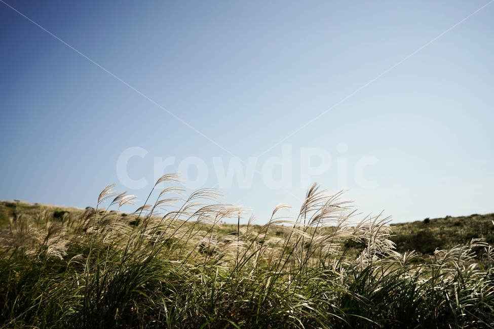 가을,억새,오름,제주도,자연,자연,풍경,nature,landscape,가을,계절,fall,autumn,season,한국자연풍경,한국자연경관,korea nature landscape,grass,잔디,plant,식물,lawn,reed,갈대